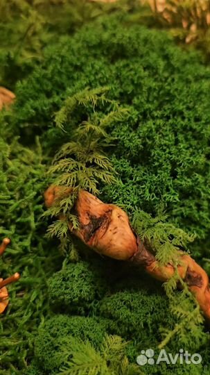 Озеленение террариумов, аквариумов и т.п