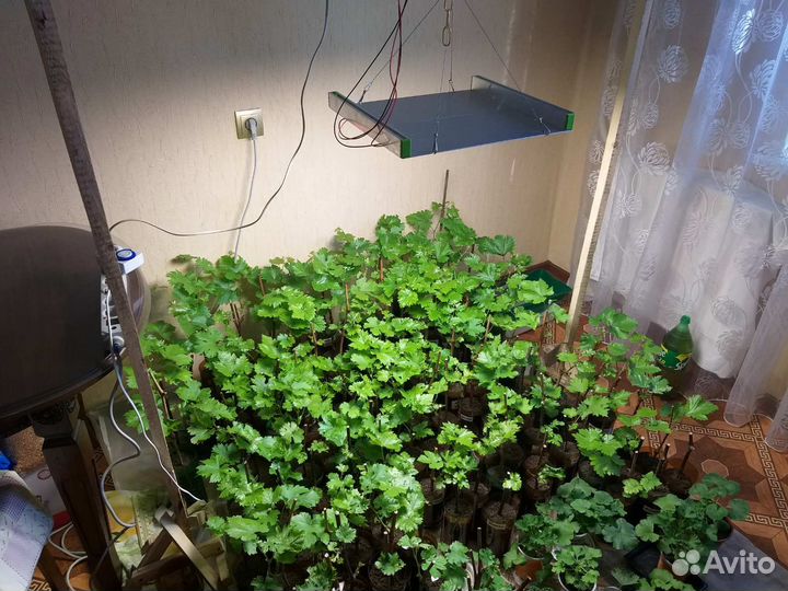 Саженцы винограда