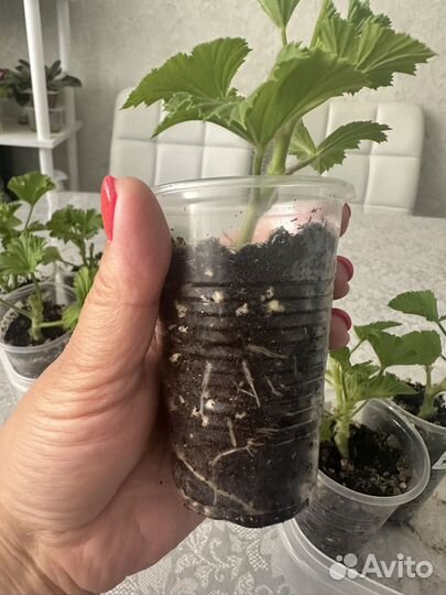 Королевская пеларгония