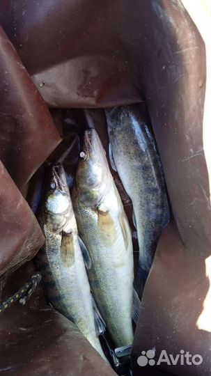 Свежая речная рыба раки