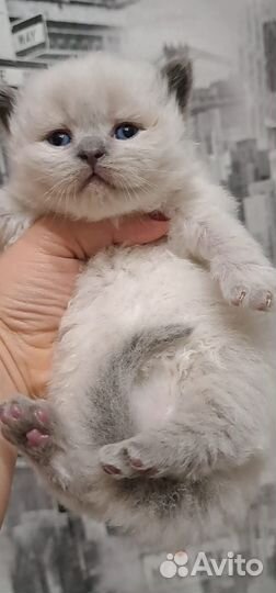 Чистокровные котята