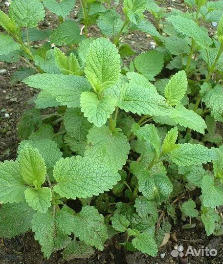 Мята,душица,мелисса,чабрец