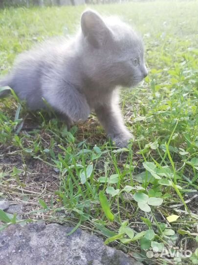 Котенок мальчик в хорошие руки