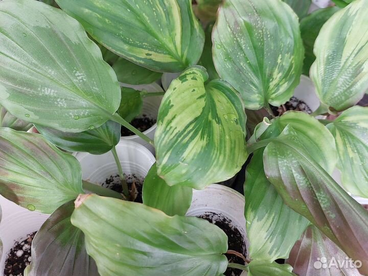 Кемпферия красавица