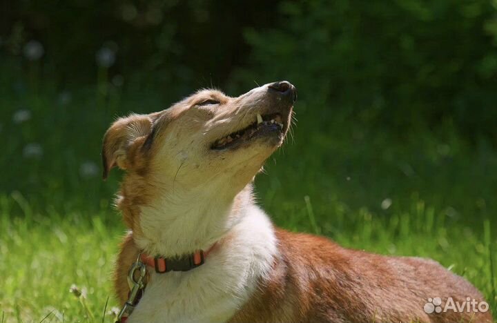 Рыжая собака девочка