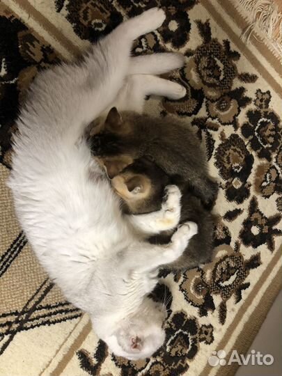 Котята в добрые руки