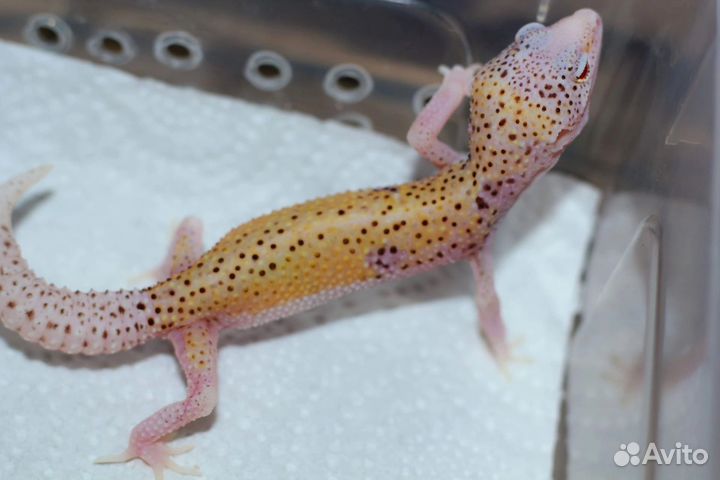 Геккон эублефар