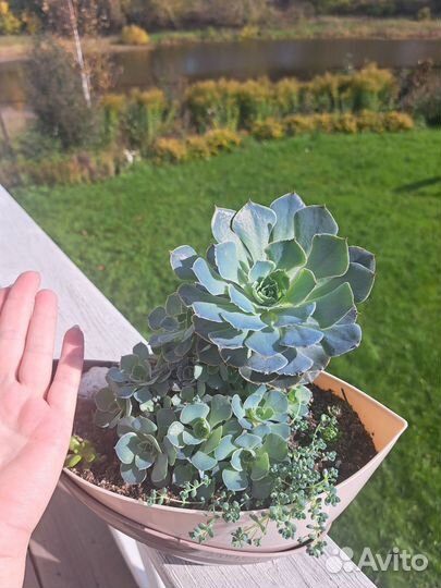 Суккуленты. Эхеверия