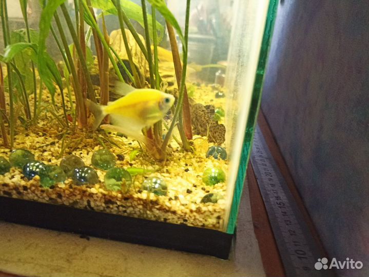 Обмен рыбок