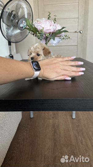 Микро мальчик мальтипу f1, до 2х кг взрослый