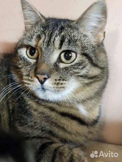 Шикарная полосатая кошка в добрые руки