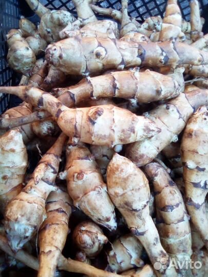 Топинамбур