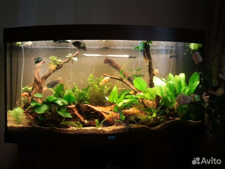 Аквариум Juwel Vision 260 л с тумбой