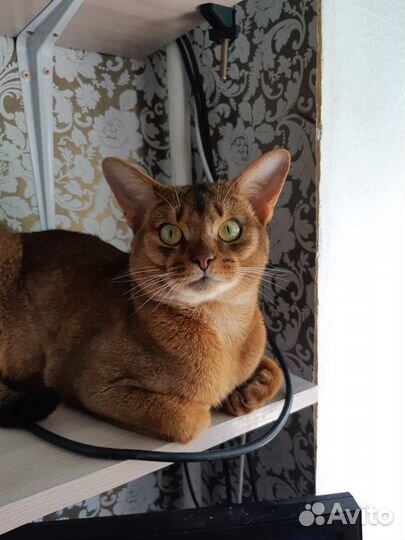 Абисинский кот для вязки