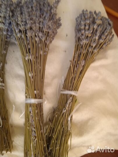 Лаванда крымская