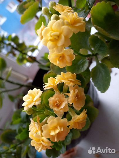 Каланхоэ цветущий