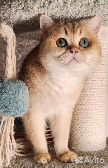 Шотландский кот для вязки золотая шиншилла