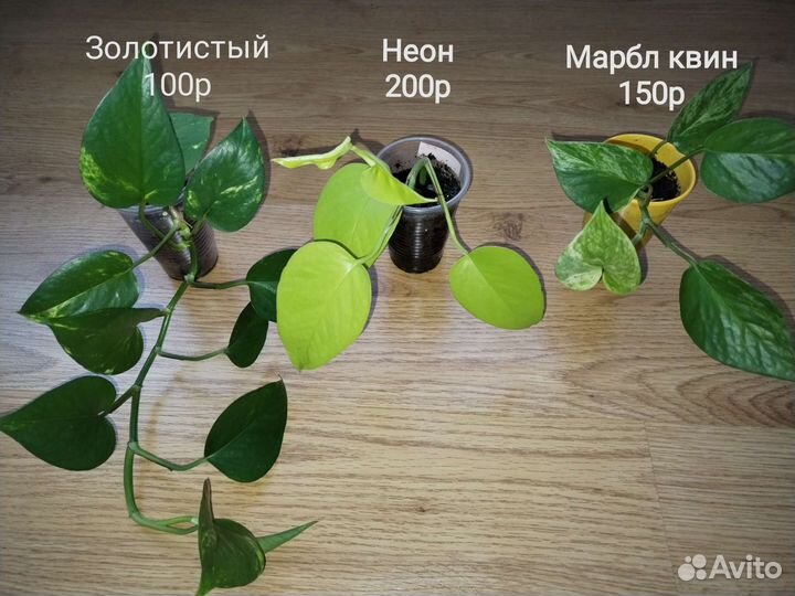 Сциндапсус золотистый, неон марбл квин