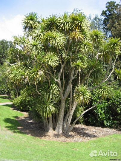Пальма кордилина южная, семена