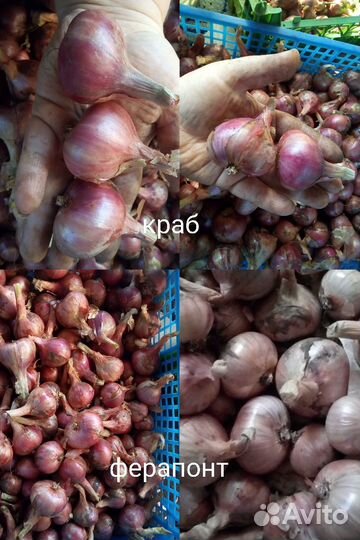 Лук шалот семейный 12 сортов