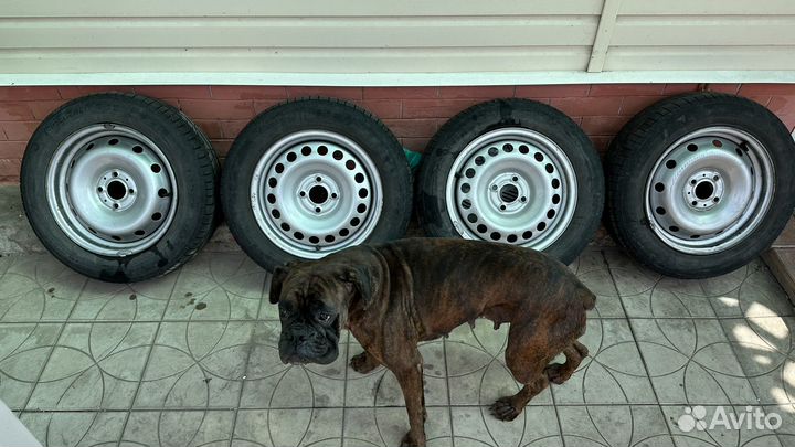 Pirelli Cinturato P1 185/65 R15