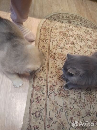 Щеночек от лайки