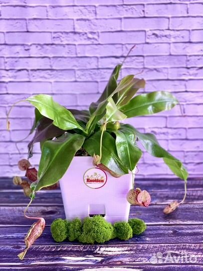 Непентес Гая D17