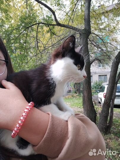 Котенок мальчик ласковый бесплатно