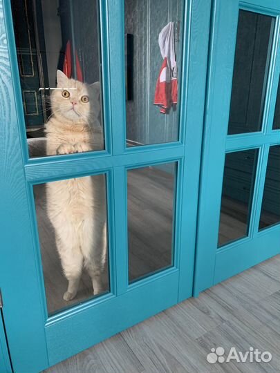 Котик в добрые руки (Скоттиш страйт)