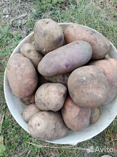Продам картофель урожай 2023