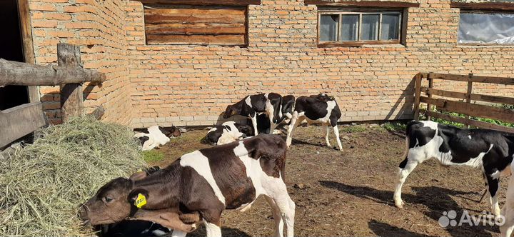 Бычки от 2 месяцев