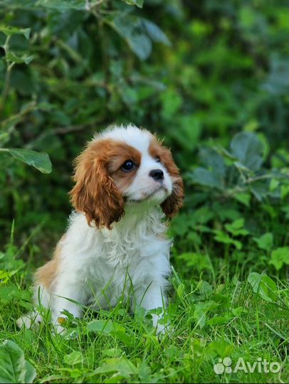 Щенок девочка ккч Спаниель