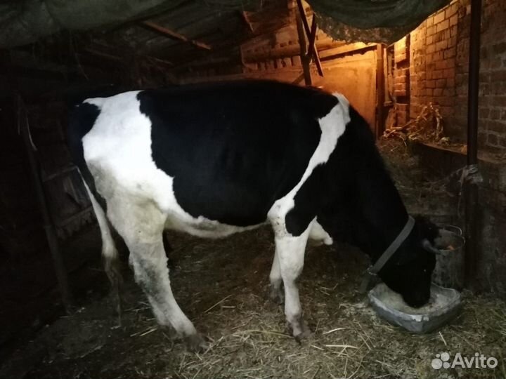 Корова и тёлка