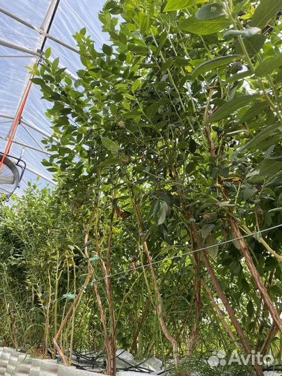 Голубика Торо 5 лет