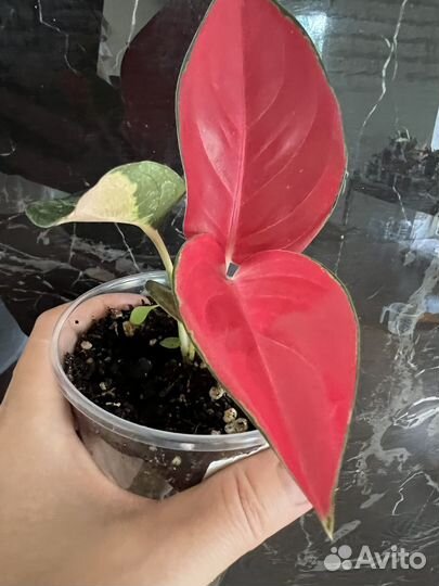 Аглаонема тай ред