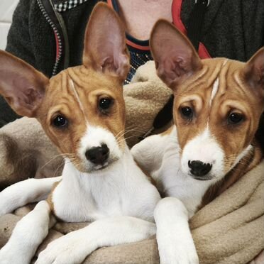 Басенджи, щенок