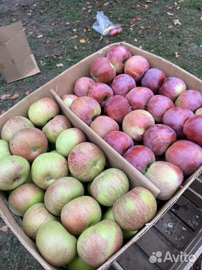Яблоки домашние
