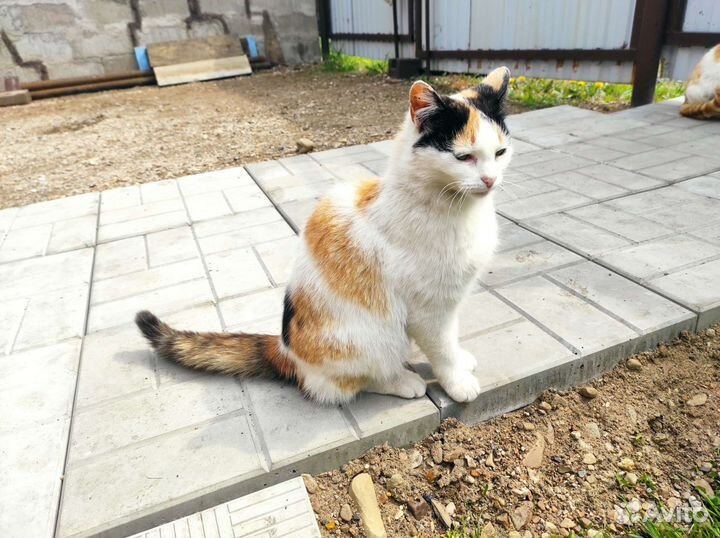 Кошки бесплатно