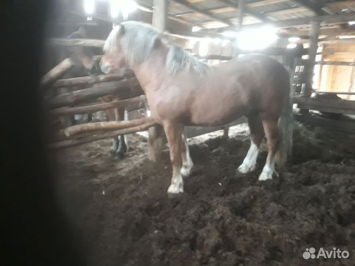 Русский тяжеловоз и першерон