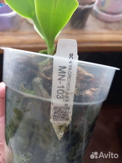 Орхидея SonYa MN103