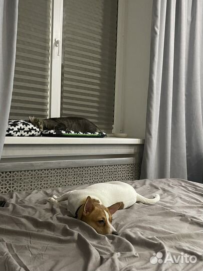 Американский той фокс терьер для вязки