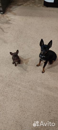 Вязка той терьер