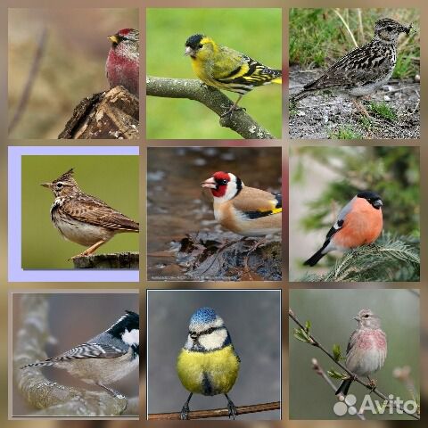 Певчие птицы