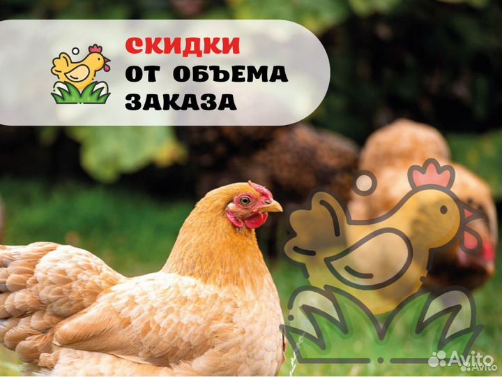 Несушки с доставкой