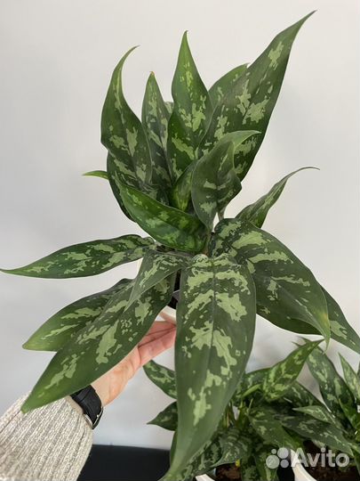 Аглаонема Мария 40 см