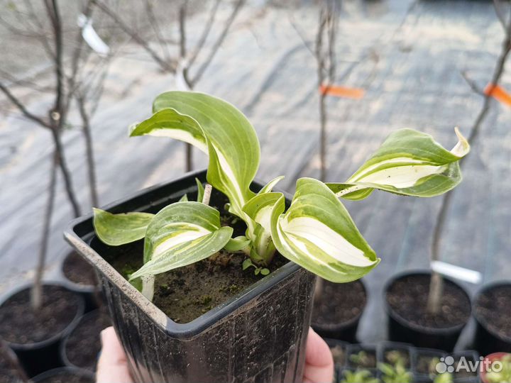 Хоста Либерти