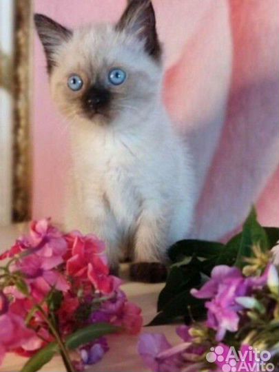 Сиамские котята