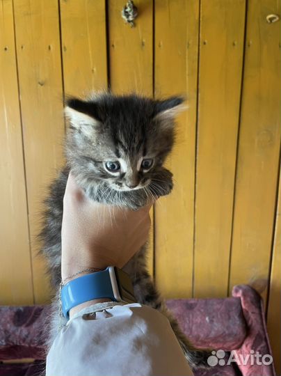 Кошка в дар