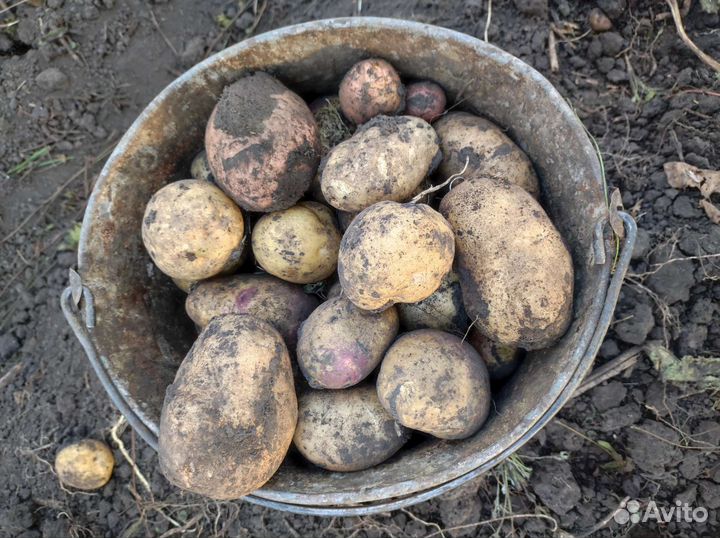 Картофель крупный