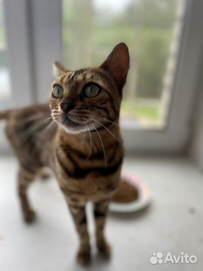 Бенгальская кошка